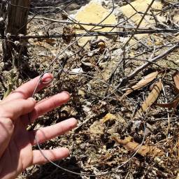 An example of a wire snare. ©Cape Leopard Trust.